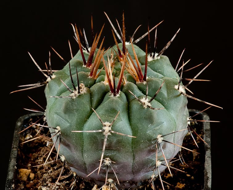 Gymnocalycium striglianum